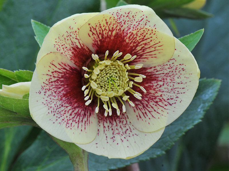 Helleborus x hybridus (Ashwood Garden Hybrids) Single primrose shades spotted-0