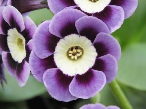 Primula auricula Ashwood Alpine Strain Blue Shades-0