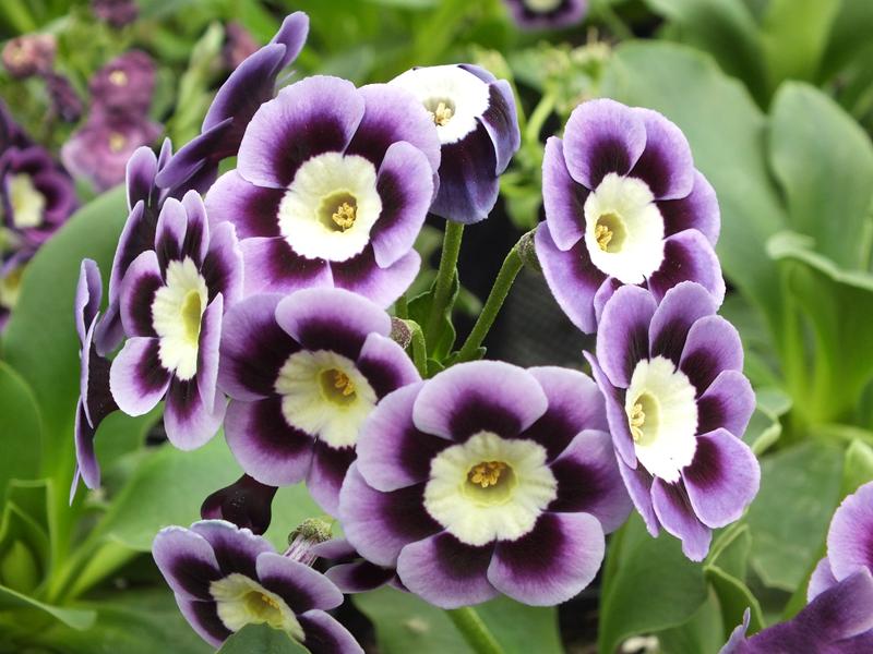 Primula auricula Ashwood Alpine Strain Blue Shades-4502