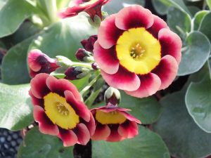 Primula auricula 'Ancient Society'-0