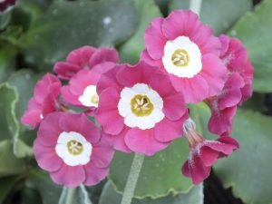 Primula auricula 'Chiffon'-0