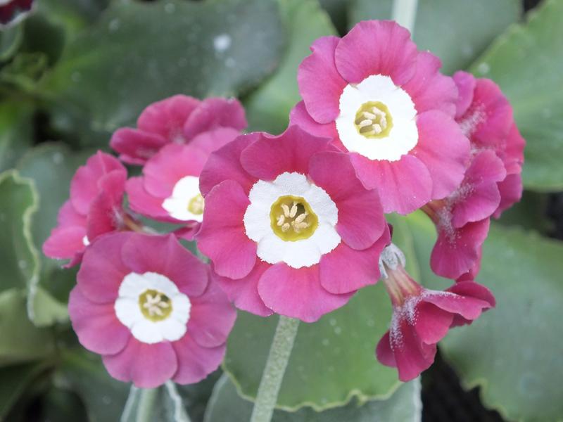 Primula auricula 'Chiffon'-0