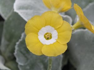 Primula auricula 'Coventry Street'-0