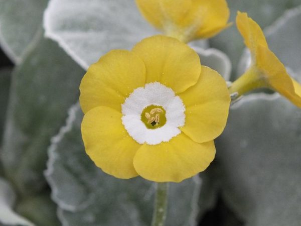 Primula auricula 'Coventry Street'-0
