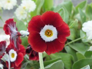 Primula auricula 'Dales Red'-0