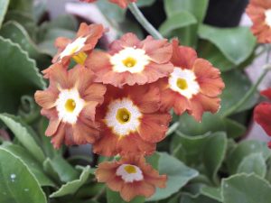 Primula auricula 'Eden Greenfinch'-0