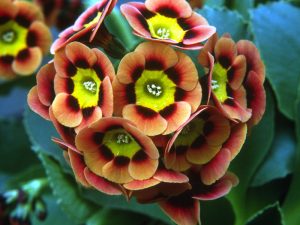 Primula auricula Ashwood Alpine Strain Flame Shades-0