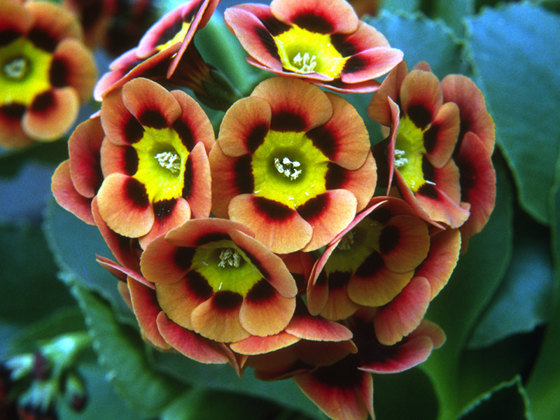 Primula auricula Ashwood Alpine Strain Flame Shades-0