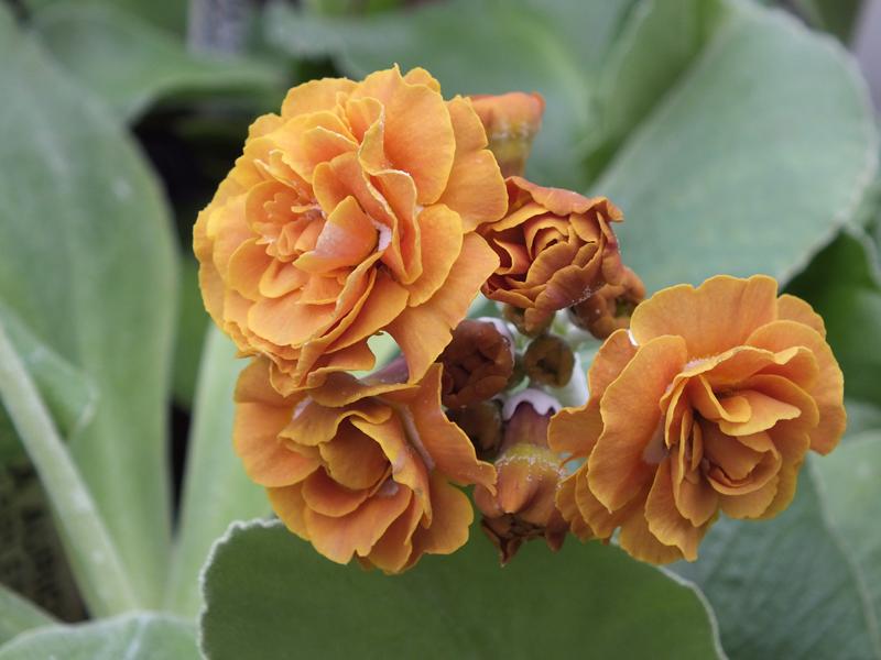 Primula auricula 'Golden Splendour'-0