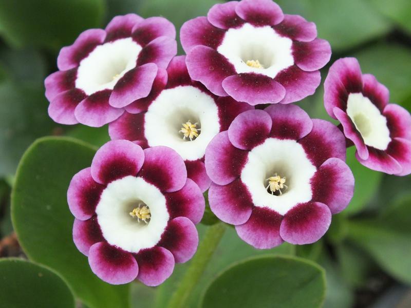 Primula auricula 'Ice Maiden'-0