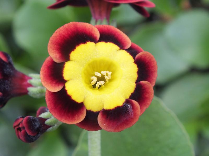 Primula auricula 'Landy'-0