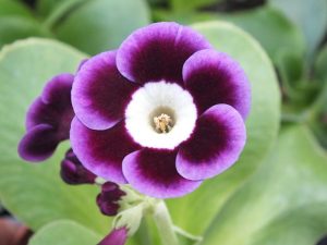 Primula auricula 'Langley Park'-0