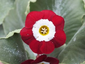 Primula auricula 'Luthian'-0