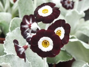 Primula auricula 'Neat and Tidy'-0