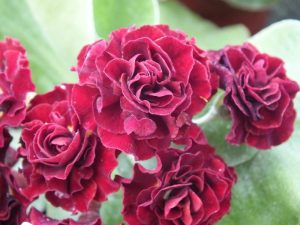 Primula auricula 'Prometheus'-0