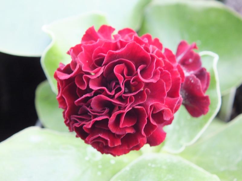 Primula auricula 'Prometheus'-4049