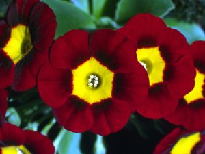 Primula auricula Ashwood Alpine Strain Red Shades-0