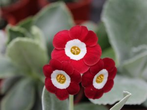 Primula auricula 'Simply Red'-0