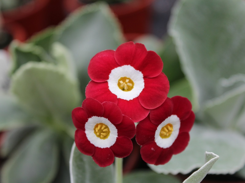 Primula auricula 'Simply Red'-0