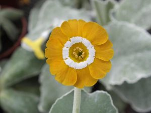 Primula auricula 'Sunflower'-0