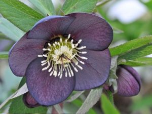Helleborus x hybridus (Ashwood Garden Hybrids) Single dusky grape 7L Pot-0