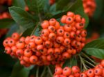 Shrubs