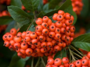 Pyracantha gibbsii 'Mohave'-0