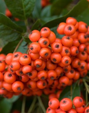 Shrubs