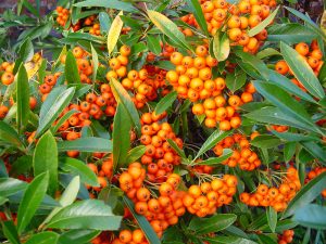 Pyracantha gibbsii 'Orange Glow'-0