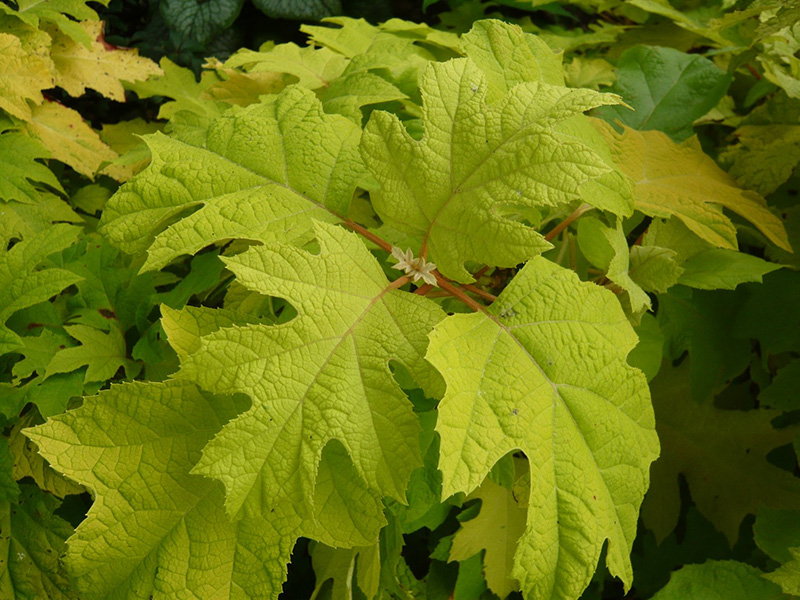 Hydrangea quercifolia 'Little Honey'-1509