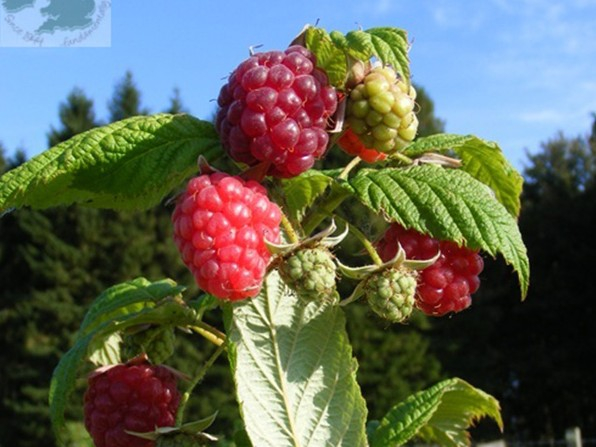 Raspberry 'Autumn Bliss' (10 Canes)-0
