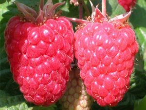 Raspberry 'Cascade Delight' (10 Canes)-0