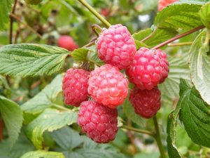 Raspberry 'Glen Ample' (10 Canes)-0