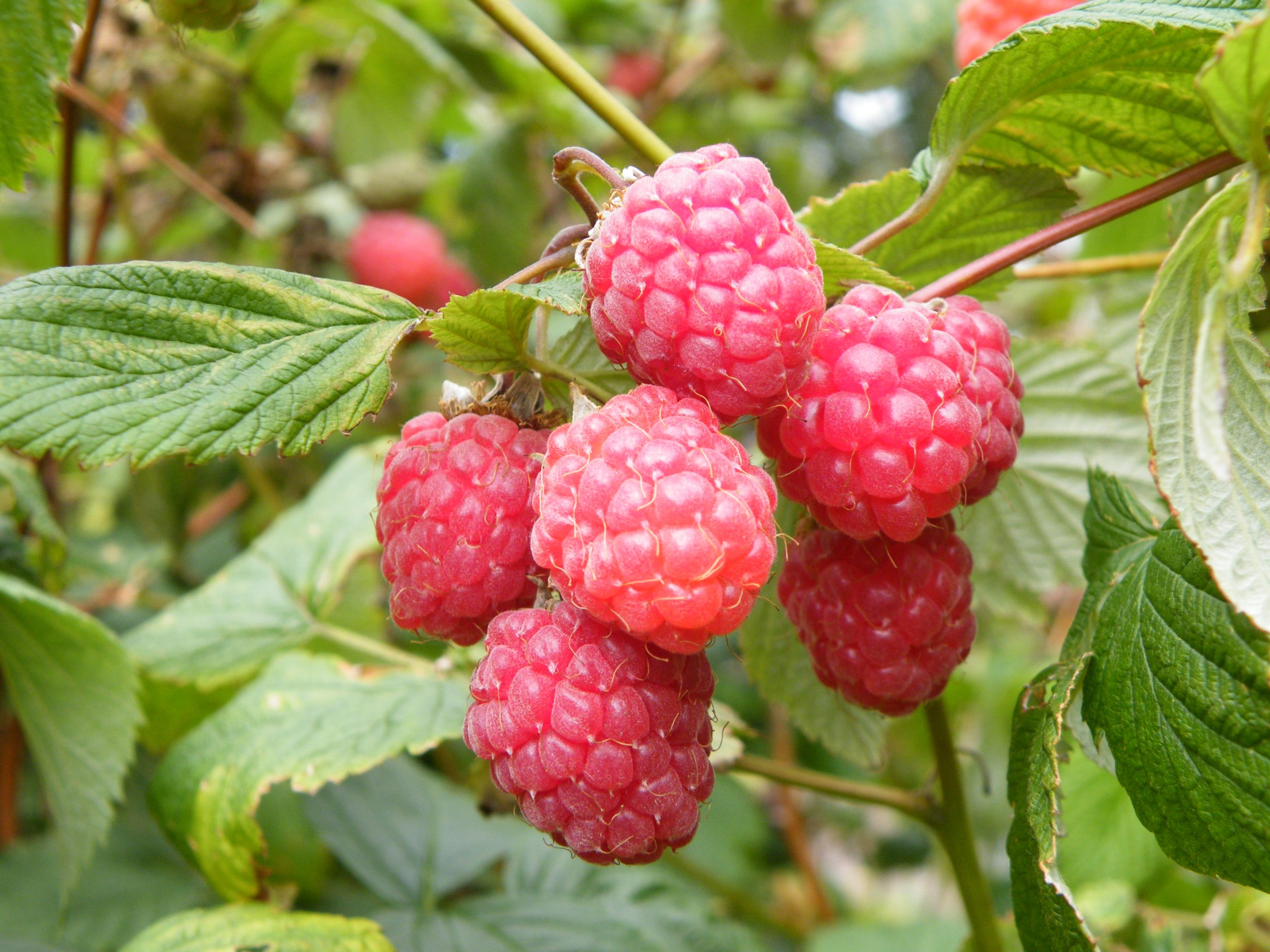 Raspberry 'Glen Ample' (10 Canes)-0