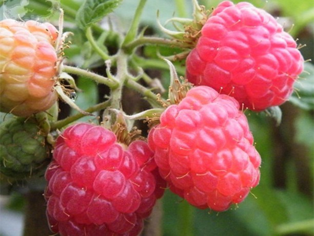 Raspberry 'Glen Clova' (10 Canes)-0
