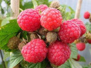 Raspberry 'Glen Doll' (10 Canes)-0