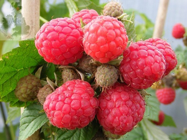 Raspberry 'Glen Doll' (10 Canes)-0