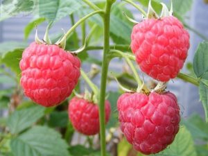 Raspberry 'Glen Lyon' (10 Canes)-0