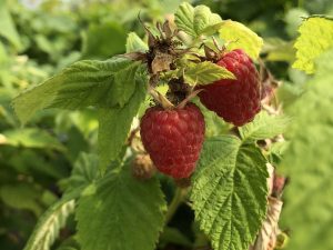 Raspberry 'Glen Prosen' (10 Canes)-0