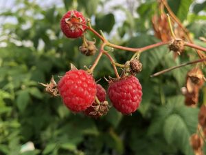 Raspberry 'Heritage' (10 Canes)-0