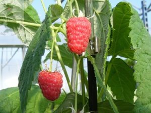 Raspberry 'Malling Admiral' (10 Canes)-0