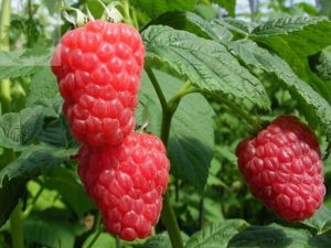 Raspberry 'Malling Jewel' (10 Canes)-0