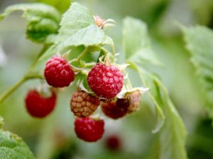 Raspberry 'Malling Leo' (10 Canes)-0