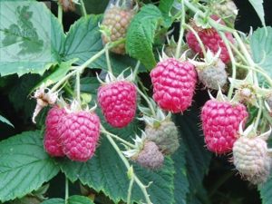 Raspberry 'Octavia' (10 Canes)-0