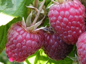 Raspberry 'Polka' (10 Canes)-0