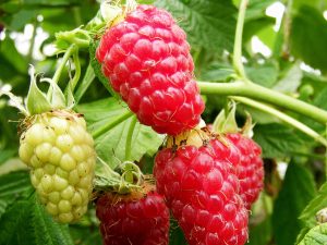 Raspberry 'Tulameen' (10 Canes)-0