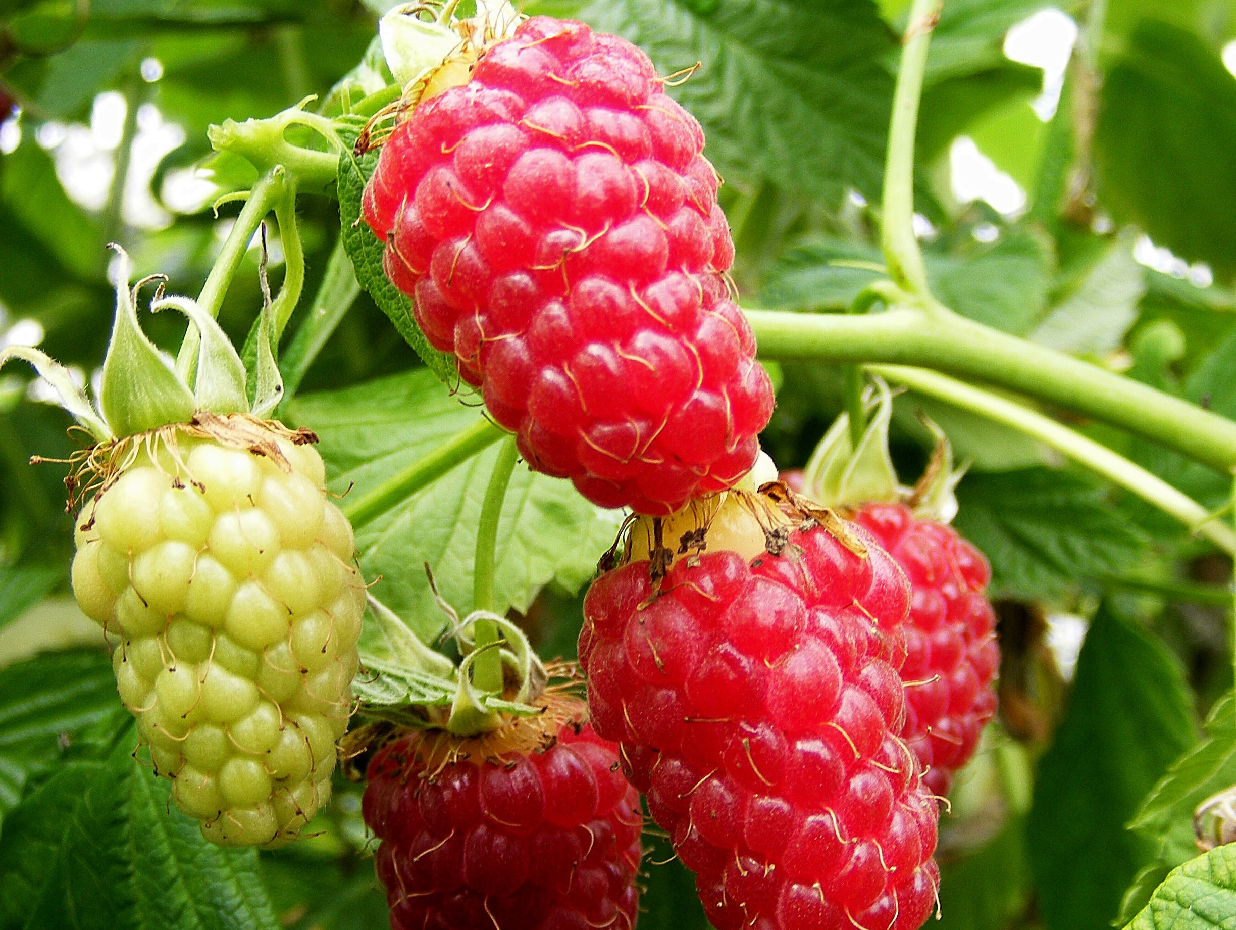Raspberry 'Tulameen' (10 Canes)-0