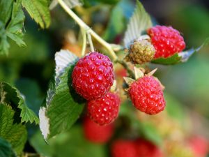 Raspberry 'Zeva' (10 Canes)-0