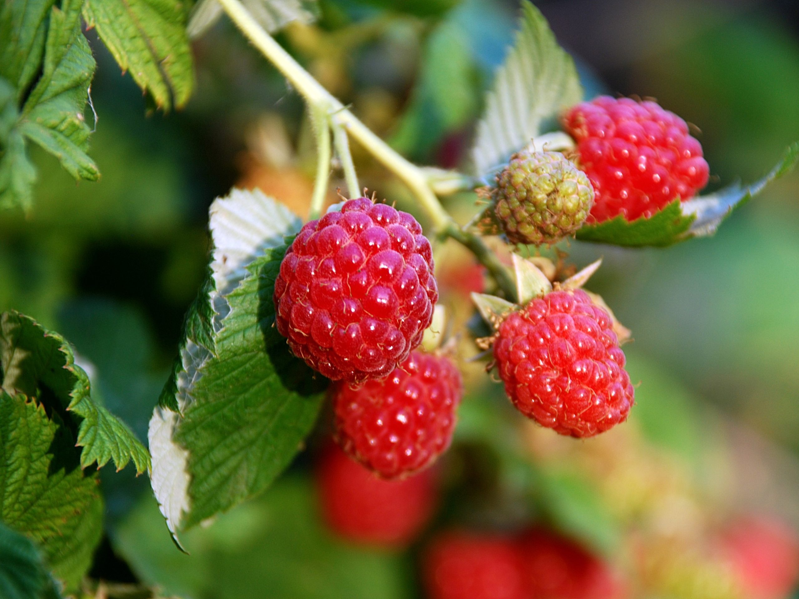 Raspberry 'Zeva' (10 Canes)-0