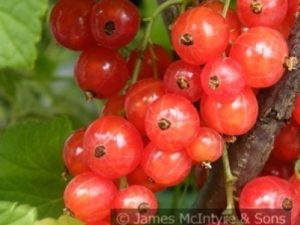 Redcurrant 'Jonkheer Van Tets'-0